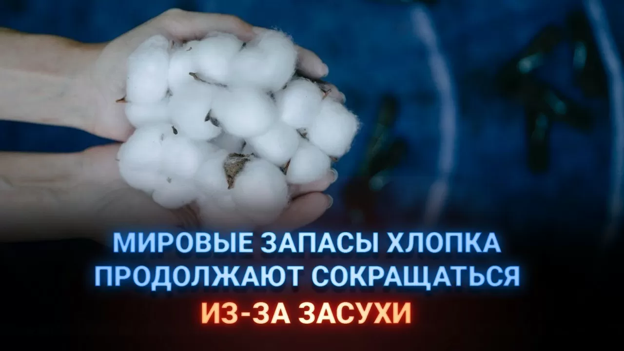 Мировые запасы хлопка продолжают сокращаться из-за засухи 