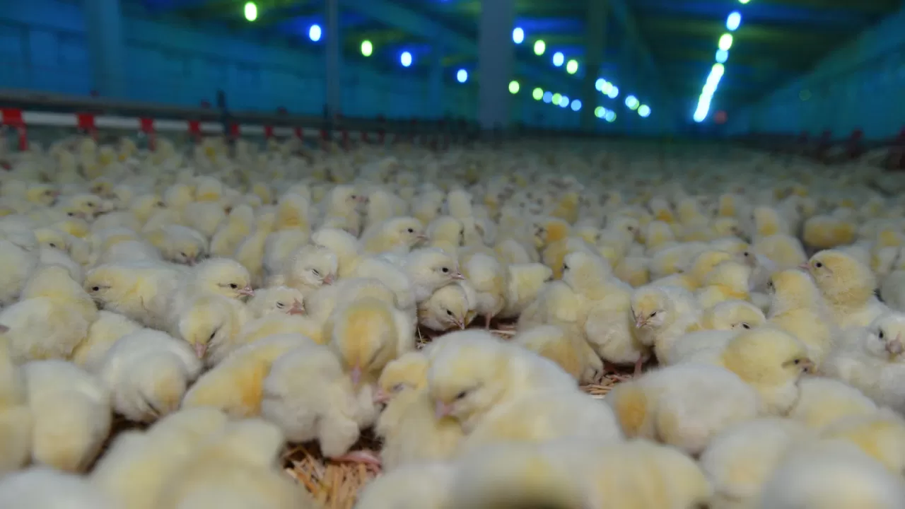 Можно ли спасти казахстанские птицефабрики?
