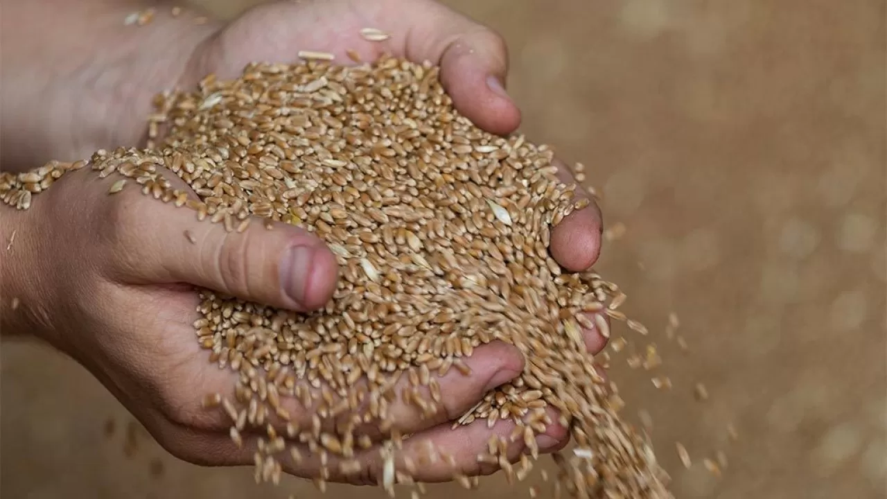 Форвардный закуп зерна без продкорпорации предлагают ввести аграрии