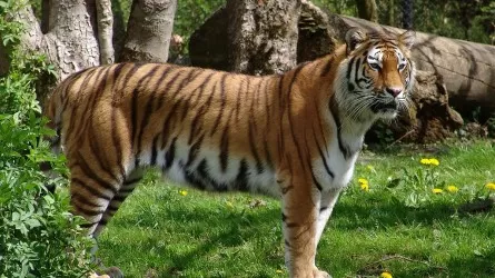 Балхашский тигр: названы детали и бюджет программы возвращения в Казахстан