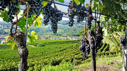 Как аномальная жара отразится на виноделии во Франции?