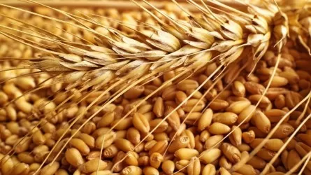 В Казахстане ожидают валовый сбор зерновых на уровне 18,3 млн тонн