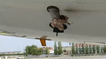 Еще одна птица врезалась в самолет Air Astana