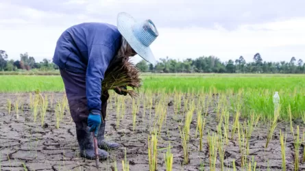 Китай намерен защитить урожай от засухи, искусственно вызывая дожди