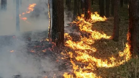 Два сельских акимата ответят за лесные пожары