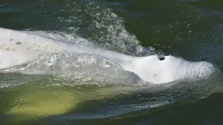 Во Франции пытались спасти кита, заплывшего в реку