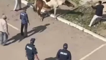 Четыре бесхозные лошади гуляли по проспекту столицы 