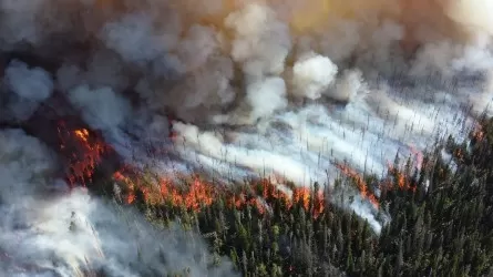 В текущем году лесных пожаров в Павлодарской области больше, а ущерба – меньше