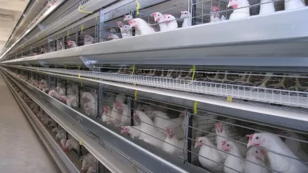 Проблемную птицефабрику в Башкирии купила казахстанская компания