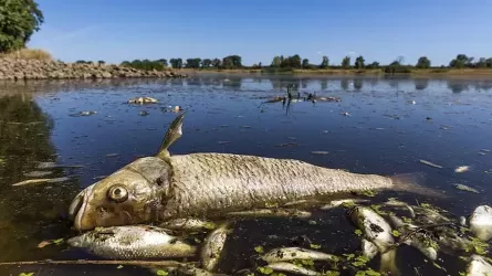 В Европе вдоль берега реки нашли 10 тонн мертвой рыбы