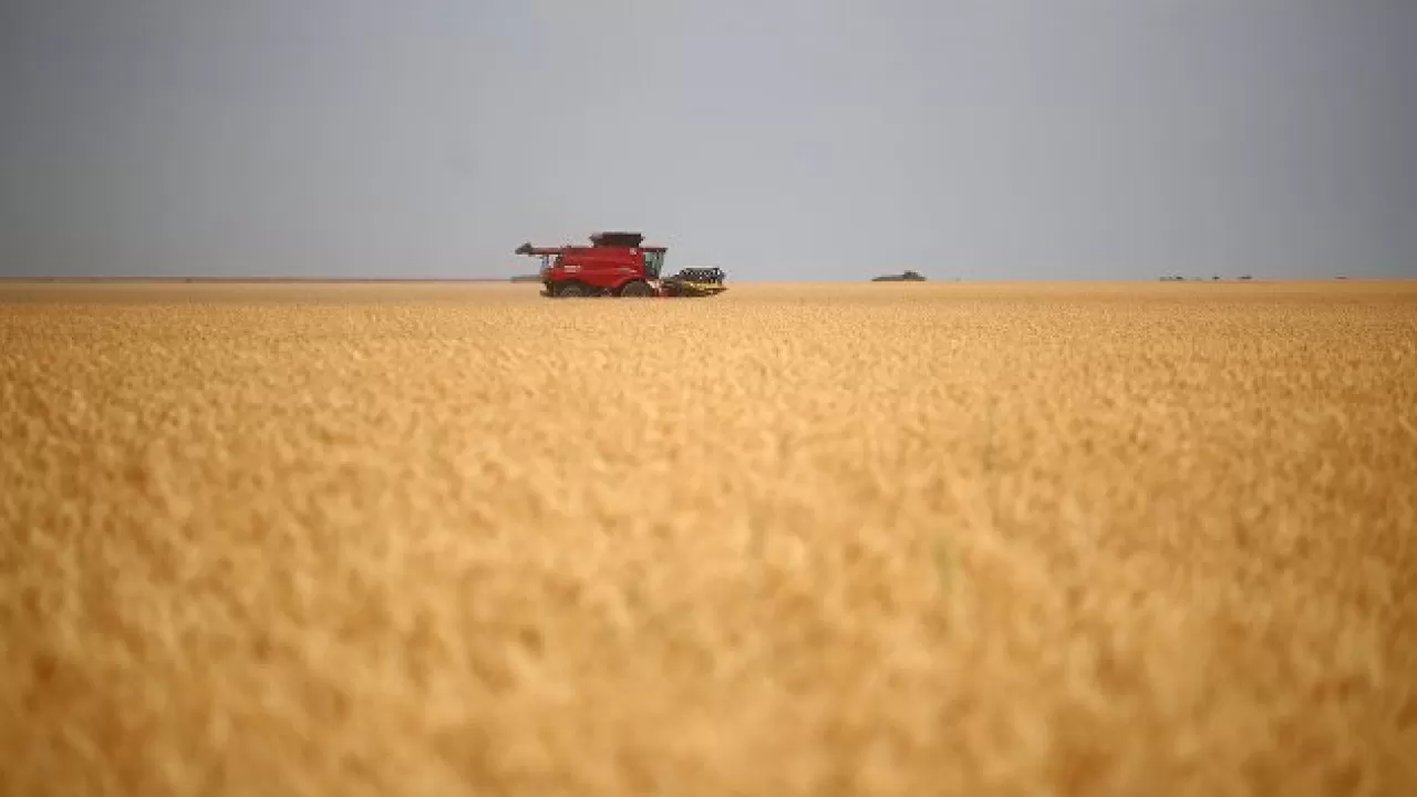 В Беларуси на полгода вводится запрет на вывоз зерновых