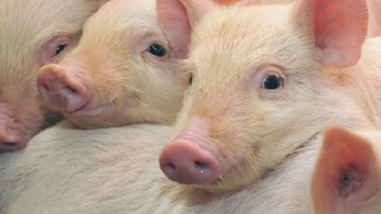 Казахстан ввел запрет на импорт свинины из Саксонии и города Германии