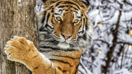 Когда в дикую природу Казахстана планируют выпустить амурского тигра  