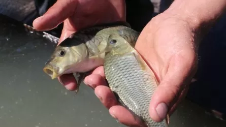Сельчане спасли рыбу в ЗКО – видео