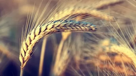 Чего казахстанским аграриям не хватает для повышения урожайности зерновых