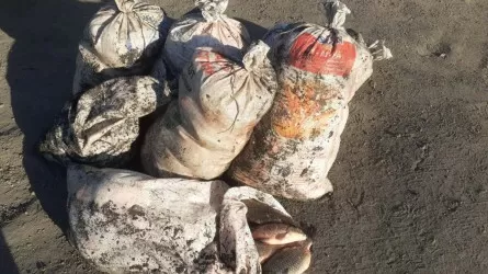 Павлодар облысында тұрғыннан 1 тонна балық тәркіленді