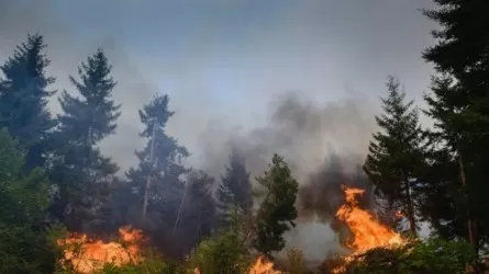 Пожар в лесу на западе Грузии потушен - CVB
