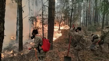 Қостанай облысында өрттен қанша құс пен жануар қырылғаны белгілі болды