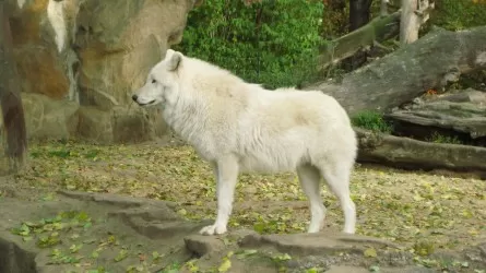 Впервые клонировать волка удалось китайским ученым