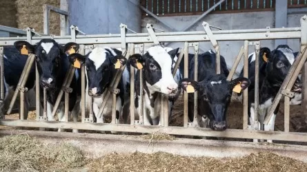 Павлодарским фермерам запретили выводить скот на водоемы  