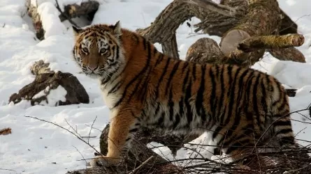 Қазақстан Амур жолбарысын жерсіндіру үшін дайындалып жатыр 