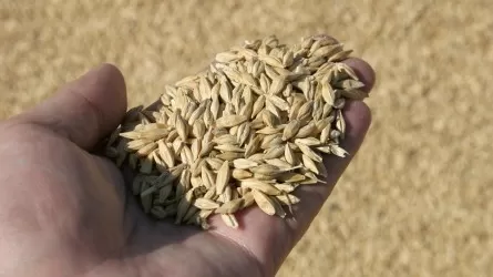 В Казахстане убрали около 70% зерновых  