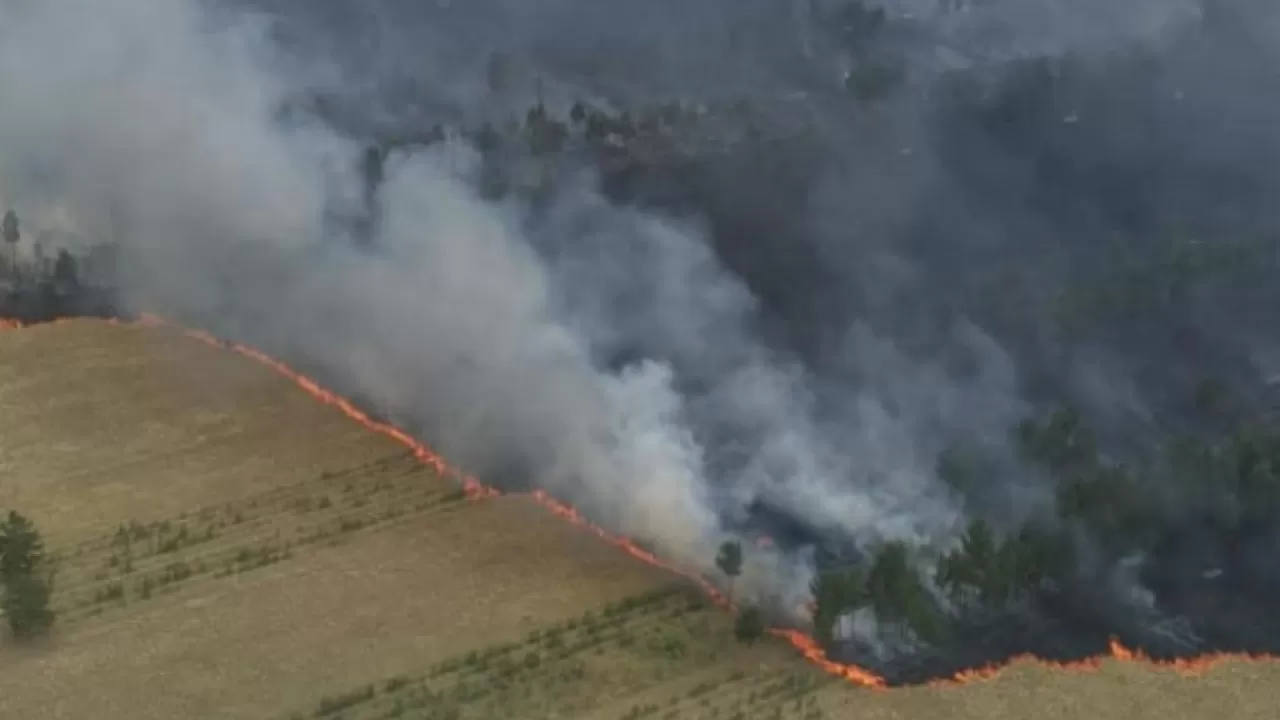Депутаты считают, что лесные пожары показали истинное состояние лесхозов