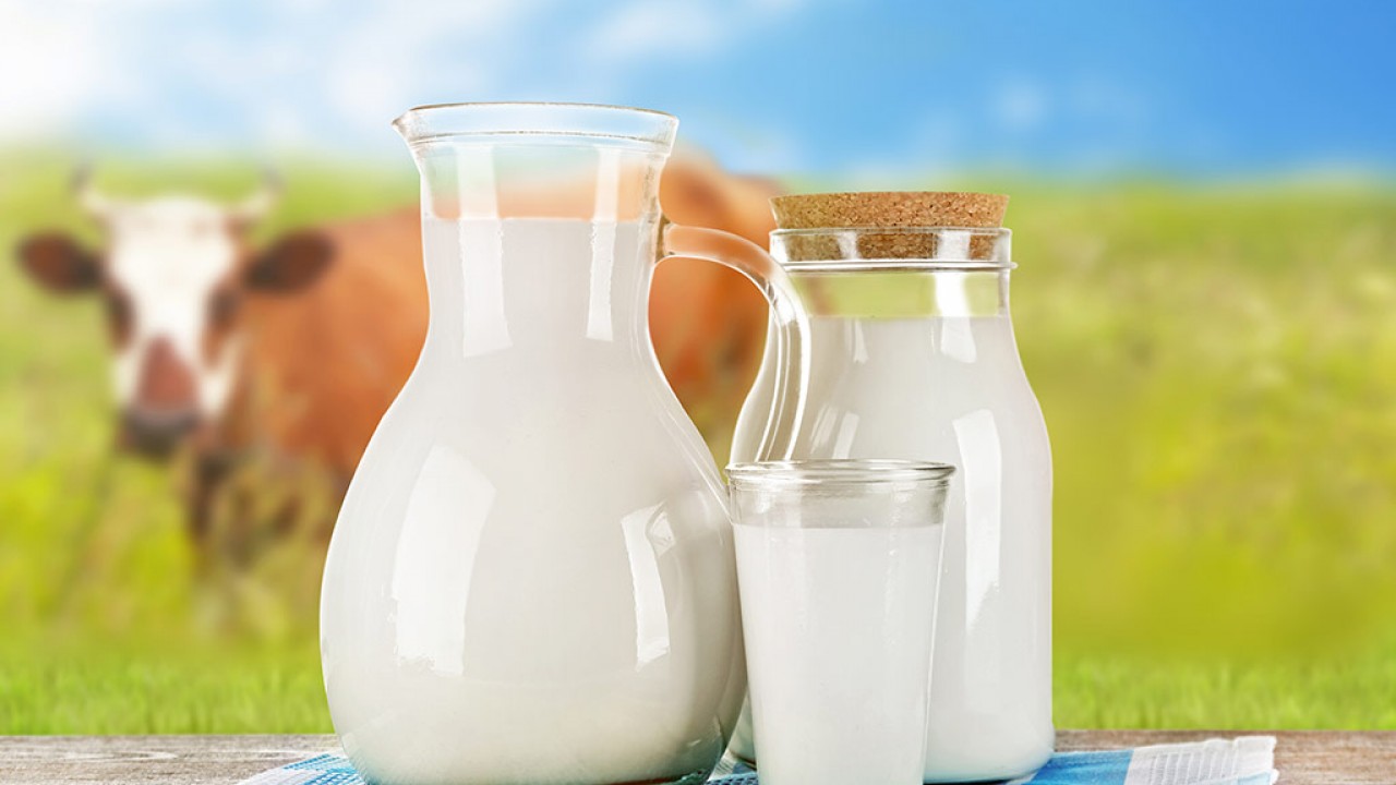Покажи картинку молока. Молоко. Корова молоко. Молоко домашнее. Молоко деревенское.