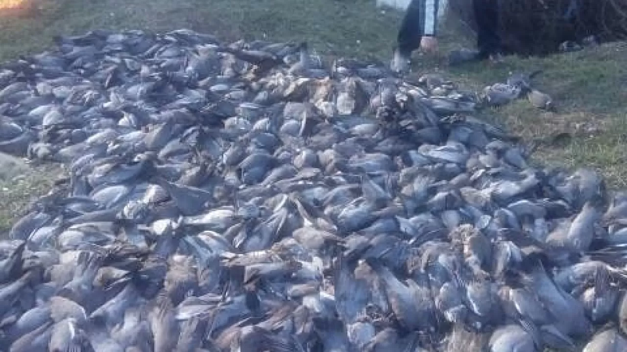 Полтысячи мертвых голубей нашли в Краснодарском крае