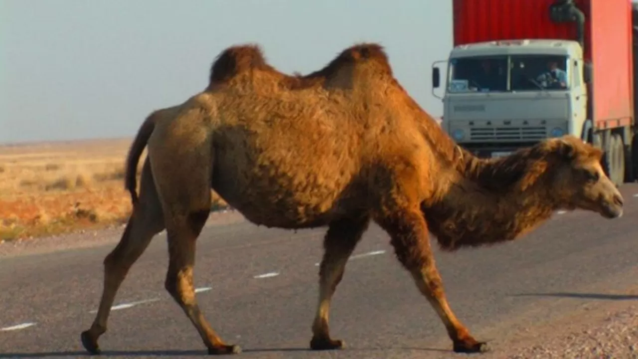 Более 1 млн тенге выплатит владелец верблюда пострадавшему водителю в ДТП  