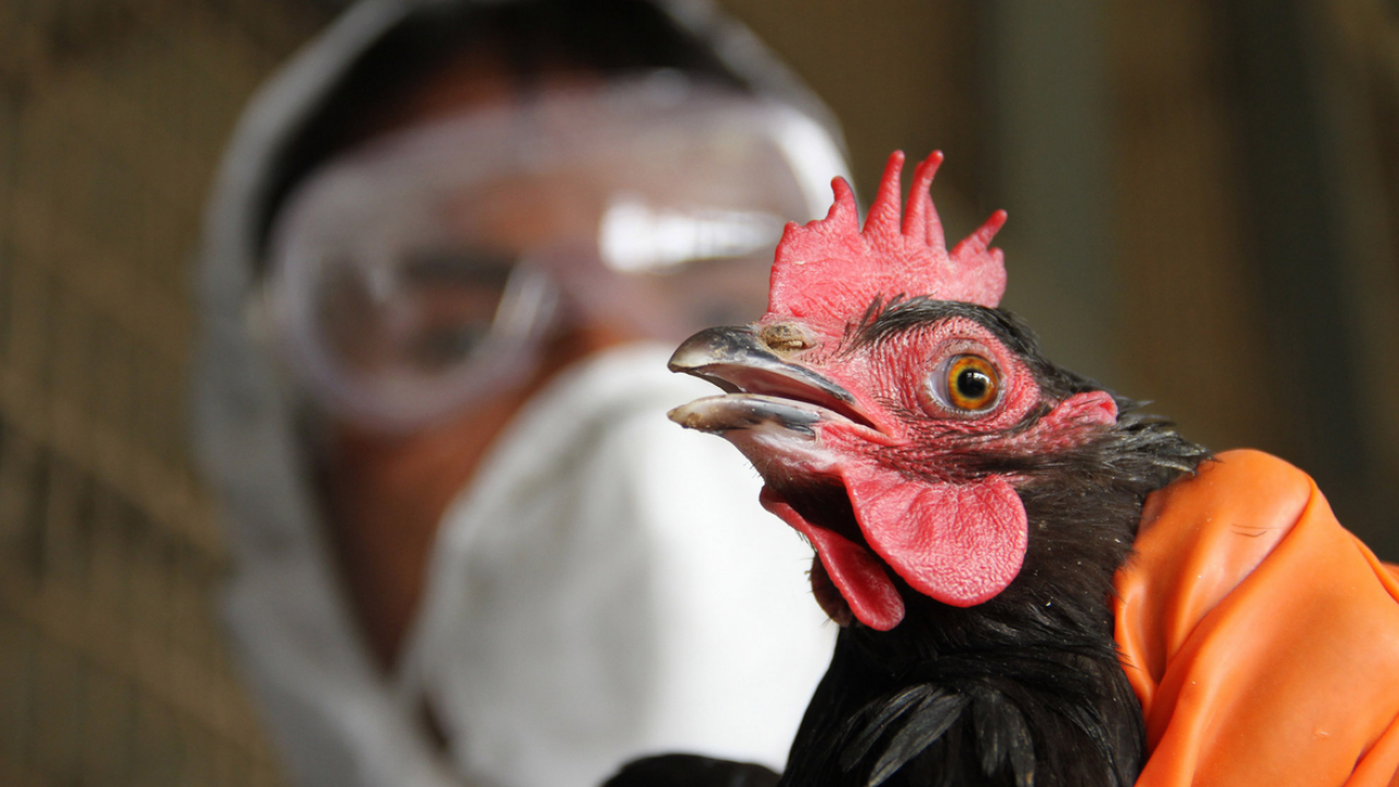 Птичий грипп h5n1. Птичий грипп h5n1