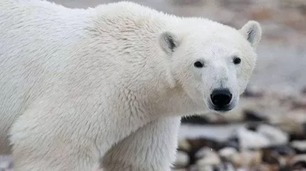 Аляскада ақ аю баласы бар әйелді өлтірді