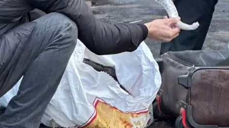 В Талдыкоргане задержали мужчину при сбыте партии сайгачьих рогов