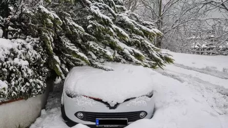 Алматинцев попросили не оставлять автомобили под деревьями