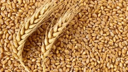 Рекордное падение цен на пшеницу наблюдается в США
