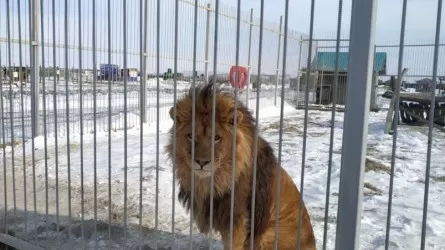 В Приморье хотят усыпить льва из-за пьяной посетительницы зоопарка