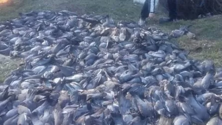 Полтысячи мертвых голубей нашли в Краснодарском крае