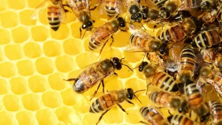 Первую в мире вакцину для пчел одобрили в США  