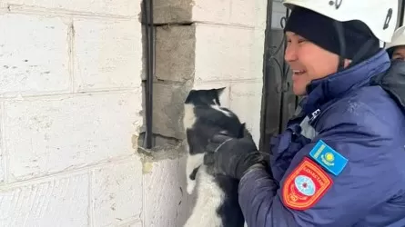 Кошку и двоих человек спасли сотрудники ДЧС в Актау