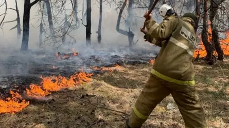 Тракториста признали виновником разрушительного лесного пожара в Костанайской области