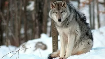 Волк в Казахстане стал "охотничьим" животным