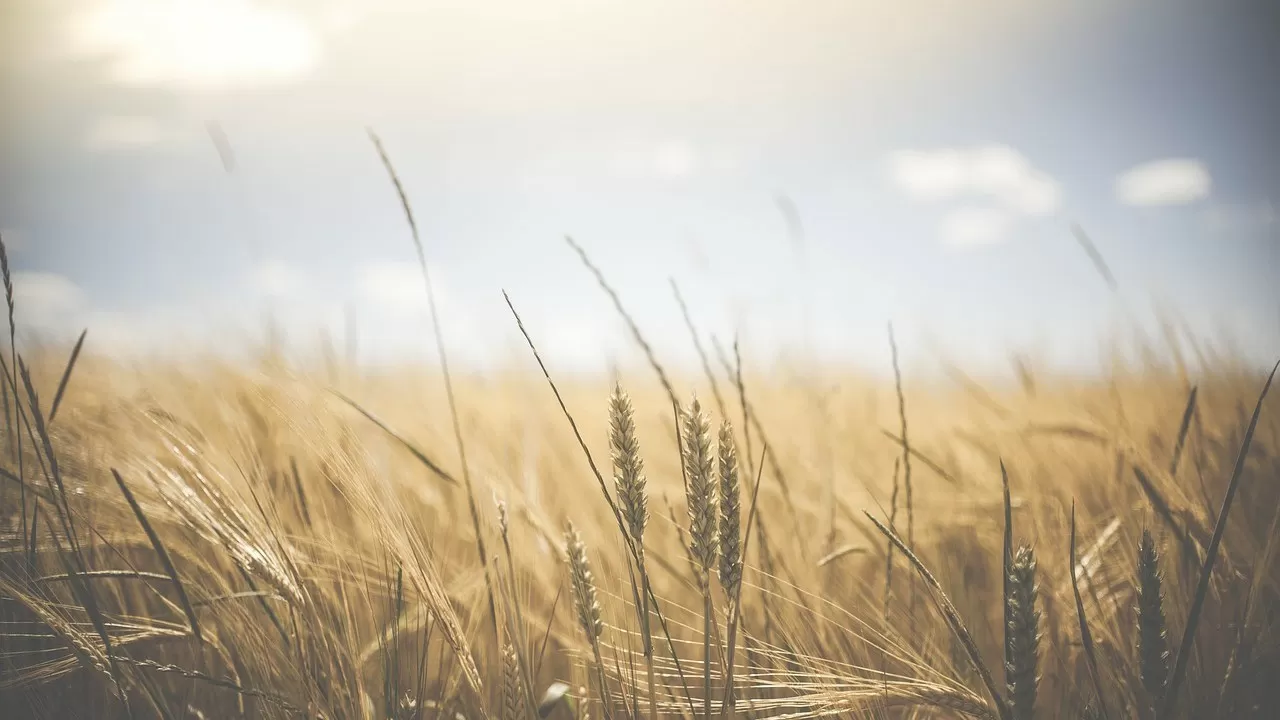 Урожайность зерновых в ВКО упала на 5,2% в этом году