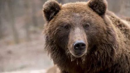 Казахстанца с тушей бурого медведя задержали российские таможенники  