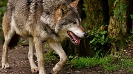 Волки атакуют сельский округ в Костанайской области 