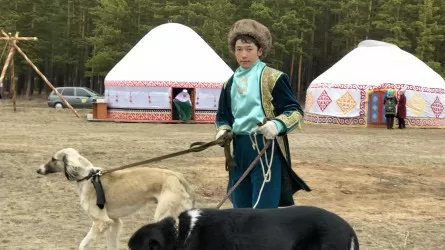 Қазақы ит тұқымдарын сақтау және өсімін молайту жөніндегі ұйым айқындалды