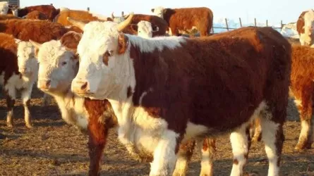 В СКО подделывали справки на мясо и акты вакцинации скота