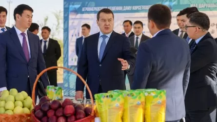 Әлихан Смайылов жалпы ауданы 400 гектар болатын қара өрік бақтарының біріне барды