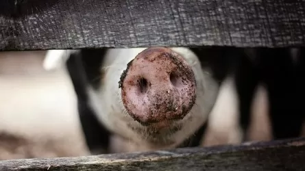 В Астане прибавилось свиней: что еще известно о поголовье скота в городах РК? 