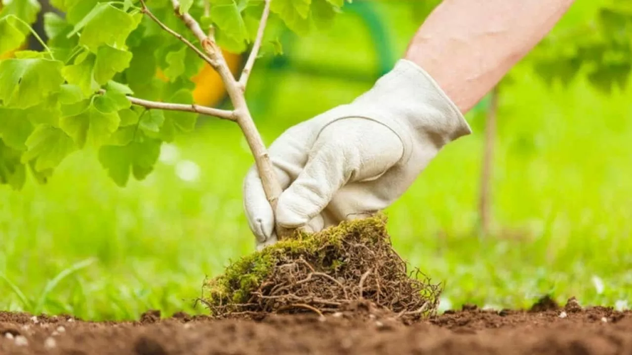 Астананың көгалдандыру жарғысы әзірленіп жатыр