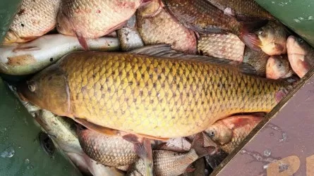 Незаконный улов рыбы на 820 тыс. тенге изъяли в Карагандинской области 